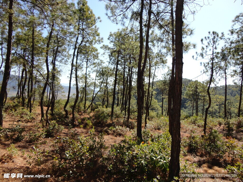 茂密森林中的挺拔树木