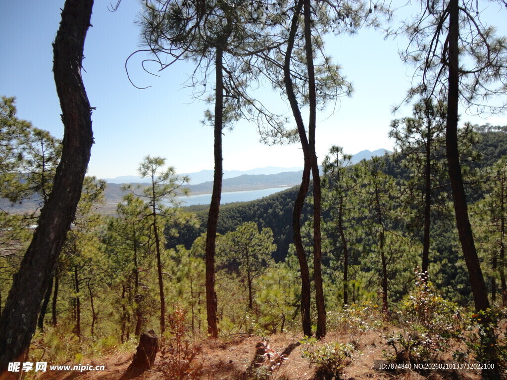 山林景色 阳光洒落林间