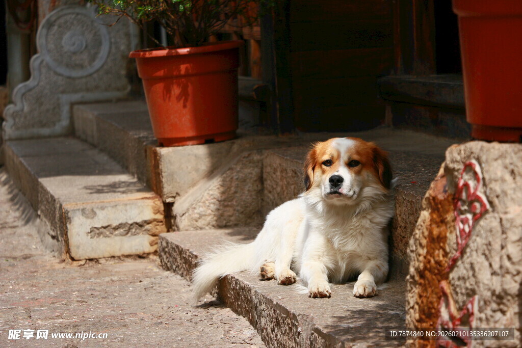 石阶上休憩的可爱小狗