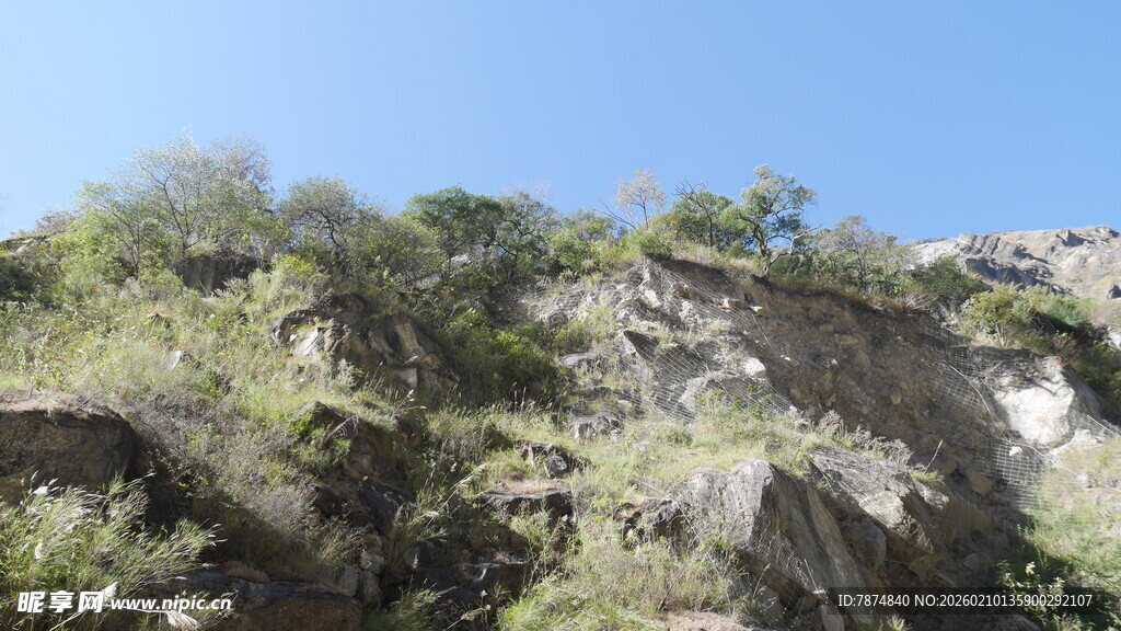 陡峭山坡上的繁茂植被