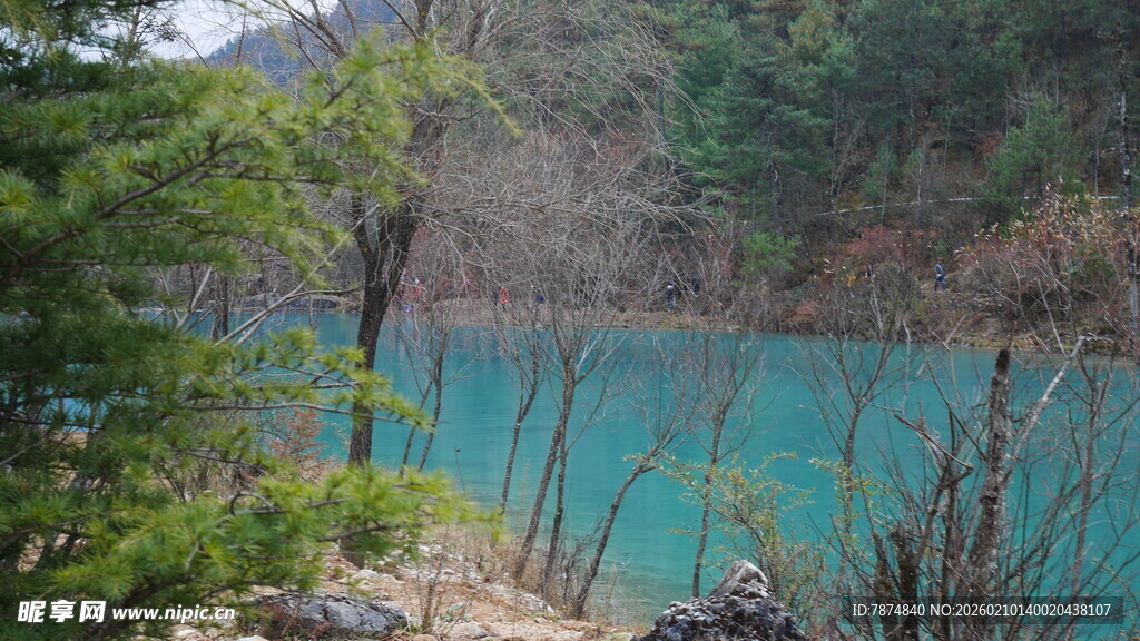 蓝湖旁的枯木与翠绿山林