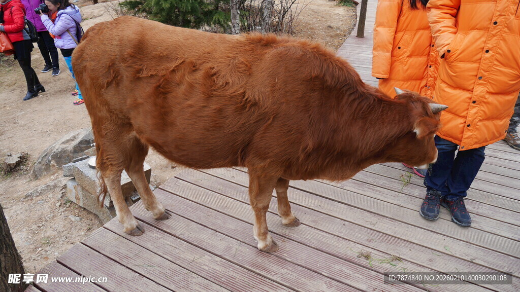 站在木板上的棕色耕牛