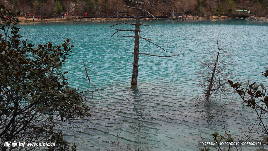 水浸树林的自然景象