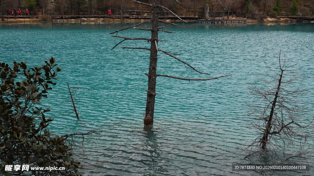 蓝湖枯树景观