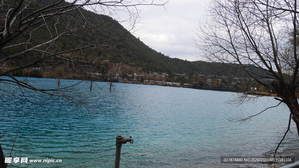 蓝湖枯树景