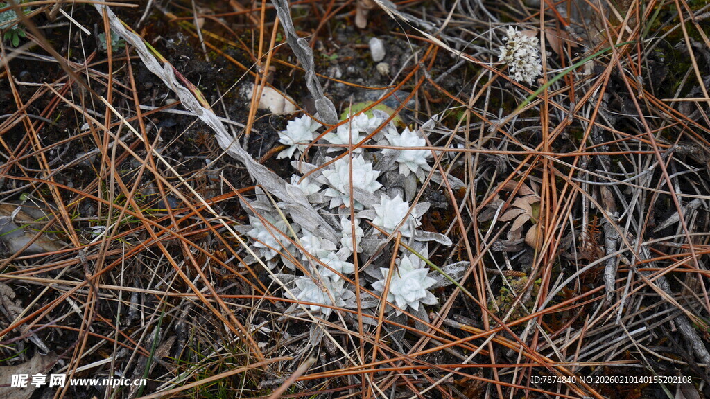 地面上的白色菌类植物