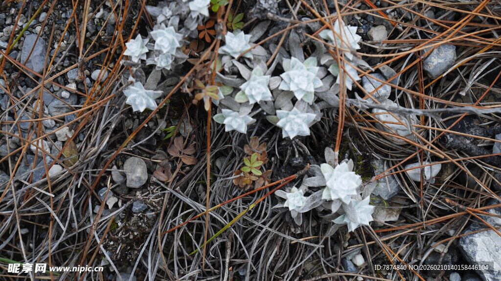 松间绽放的白色小花