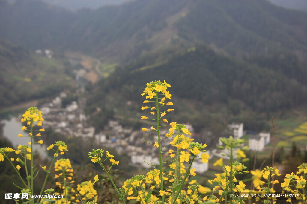 山间村落旁的灿烂油菜花