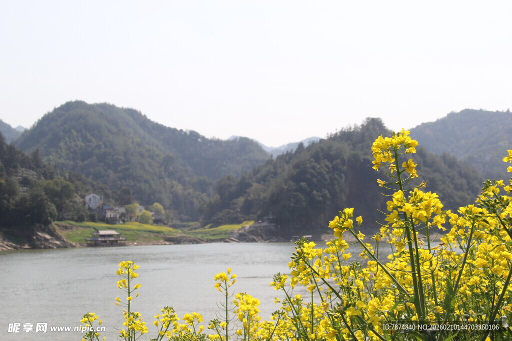 河畔黄花伴远山美景