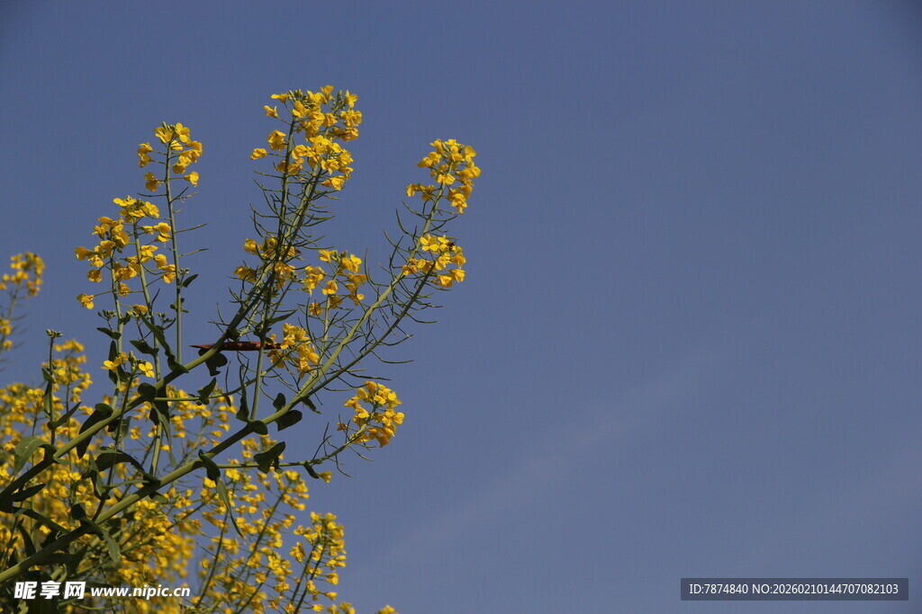 蓝天映衬下的黄色花枝