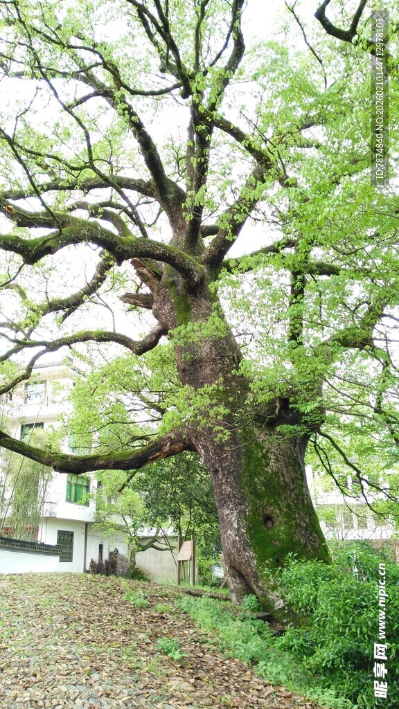古老大树扎根于绿意间