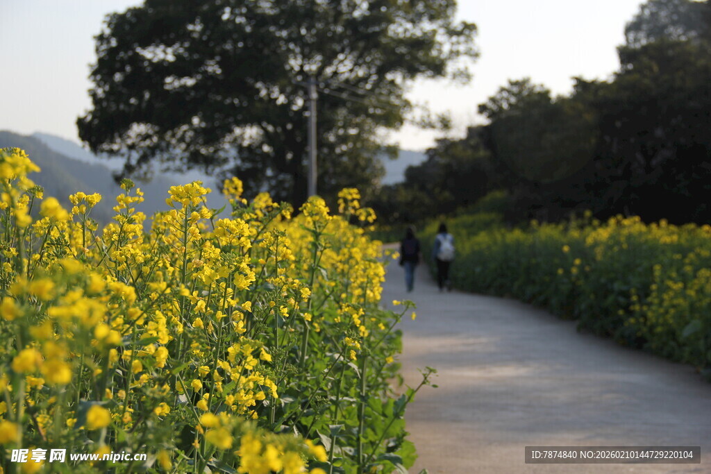 漫步油菜花海小道
