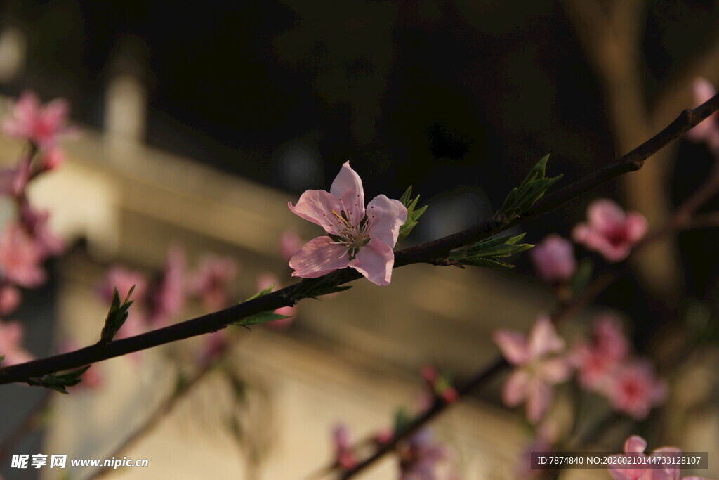 枝头绽放的粉嫩桃花