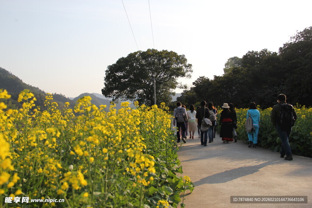 漫步油菜花海的人群