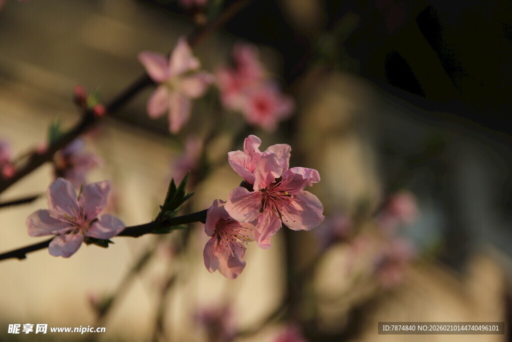 枝头绽放的粉嫩桃花
