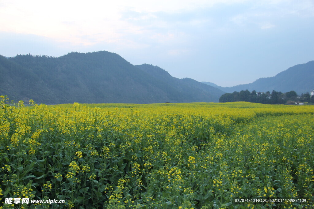 金黄油菜田与远山美景