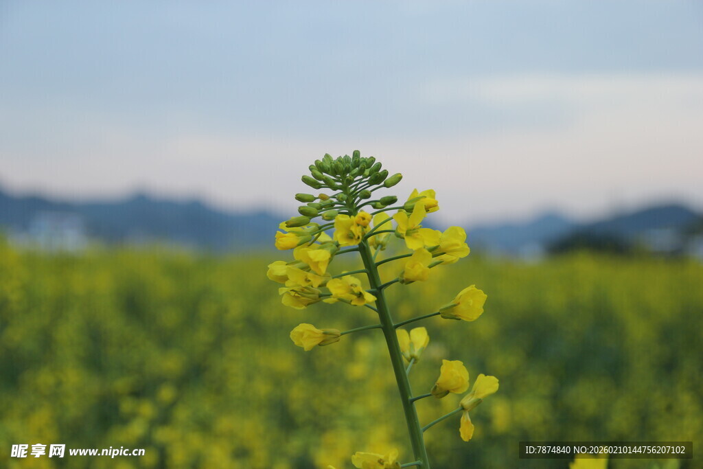 金黄油菜花田中的独秀