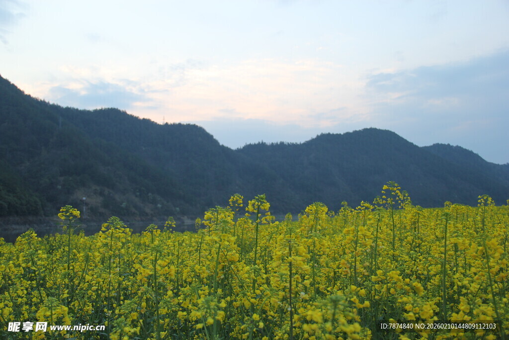 山间油菜花海美景