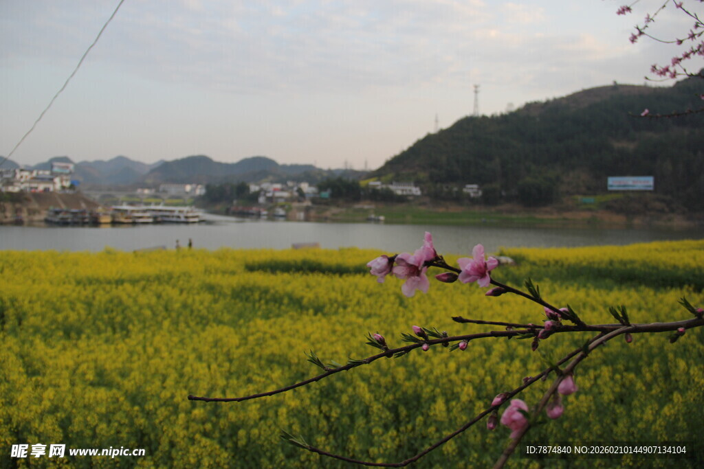 春日田野油菜花绽放美景