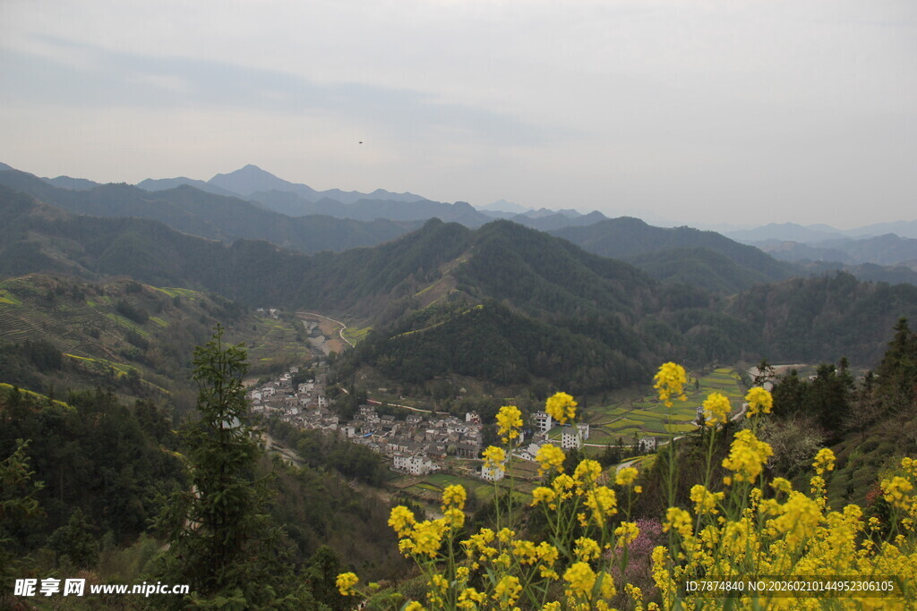 山间黄花盛放的美丽村落
