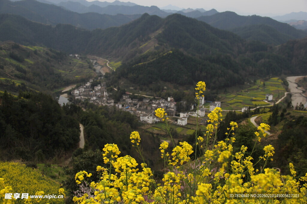 山间油菜盛开的美丽村落