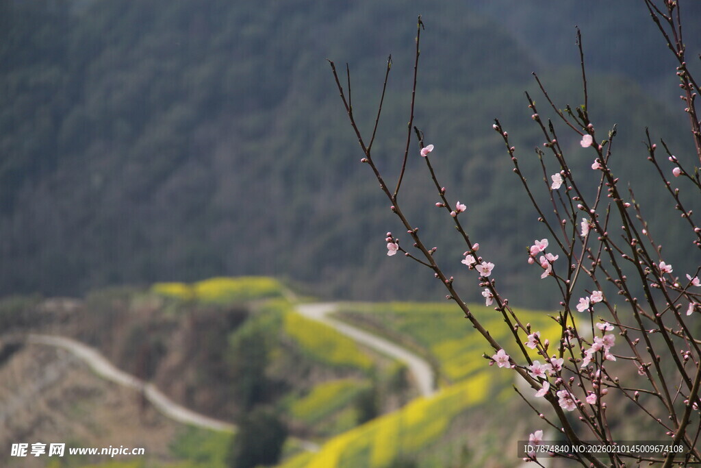 山间桃枝绽 春色入画来