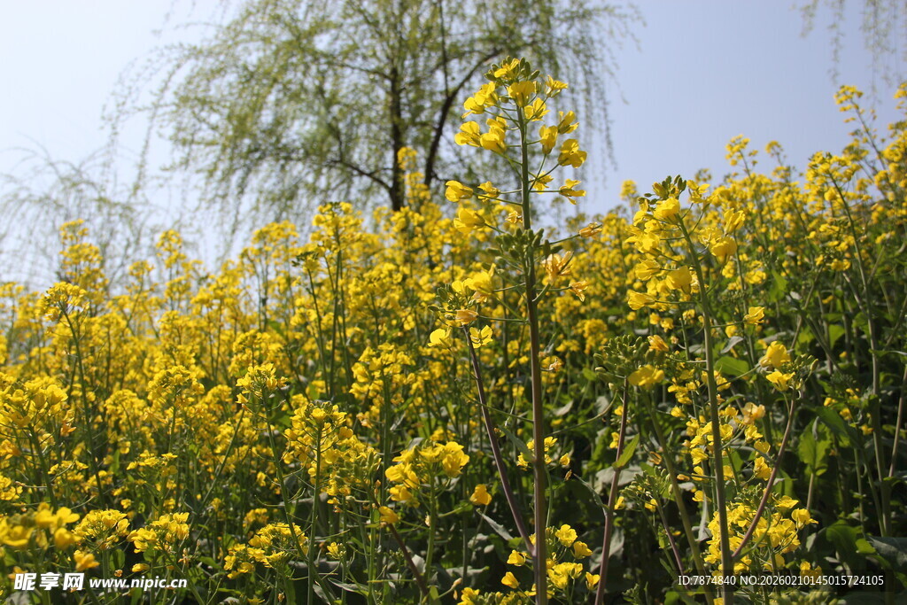 金黄油菜花田美景