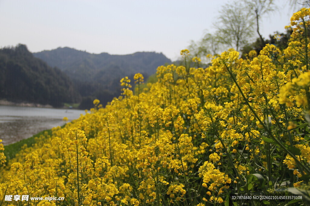 河畔油菜花盛放美景
