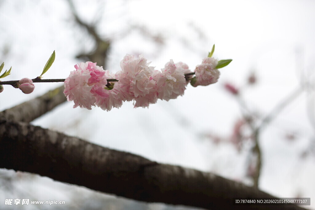枝头粉嫩桃花绽放