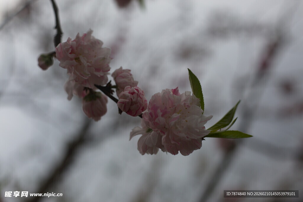 枝头粉嫩桃花绽放