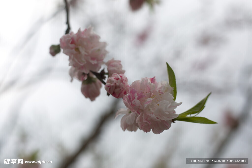 枝头绽放的粉嫩桃花