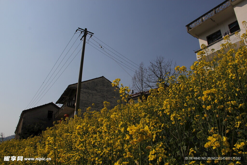 乡村田园黄花与民居