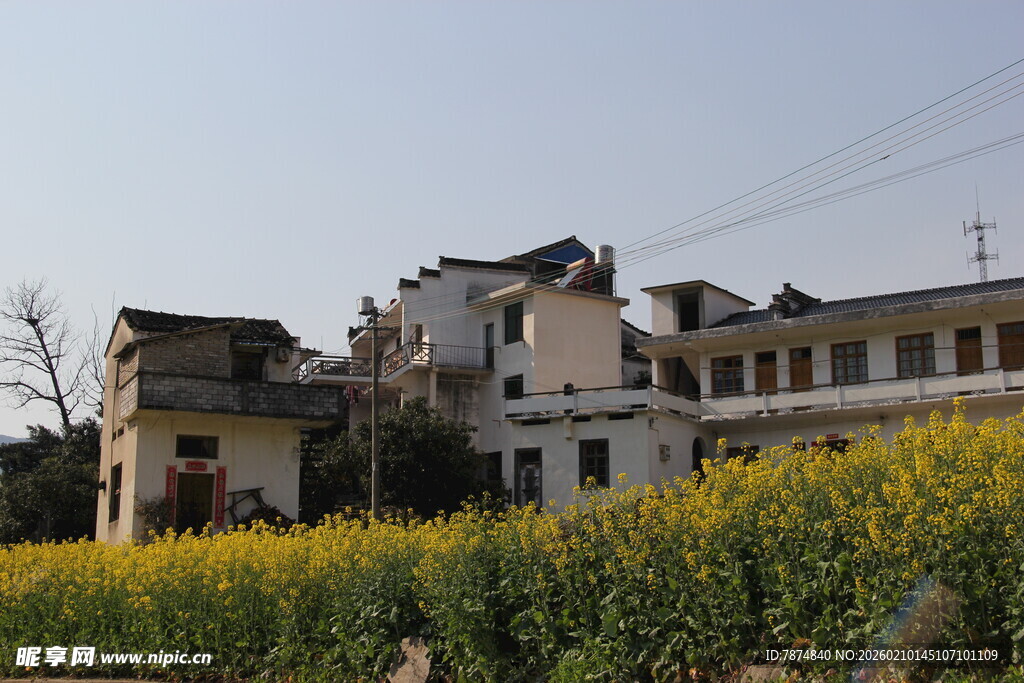乡村黄花开 屋舍静美