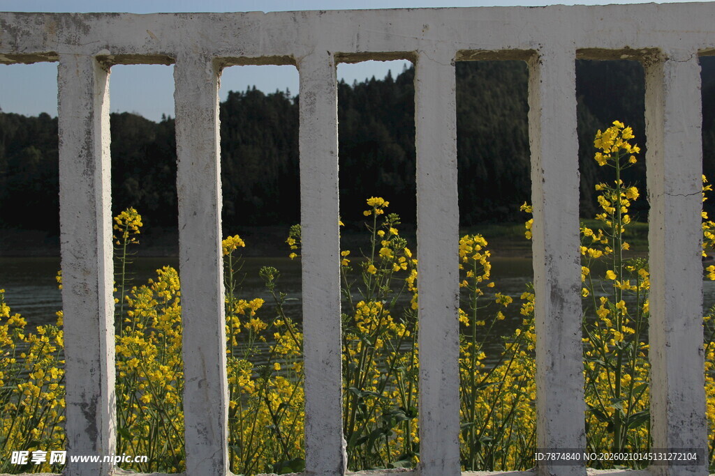 透过栏杆的烂漫黄色花丛