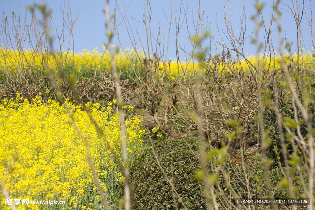 金黄油菜花田的自然景致