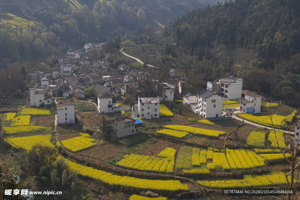 山村梯田油菜花美景
