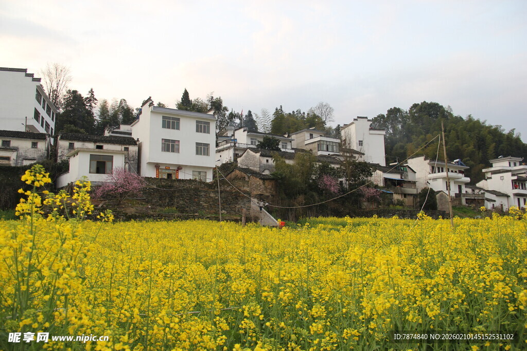 春日油菜田旁的白墙村落
