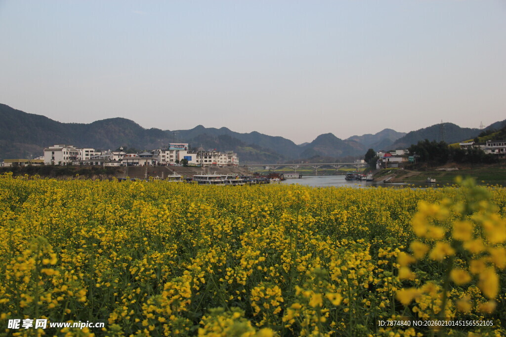 春日油菜花海田园风光