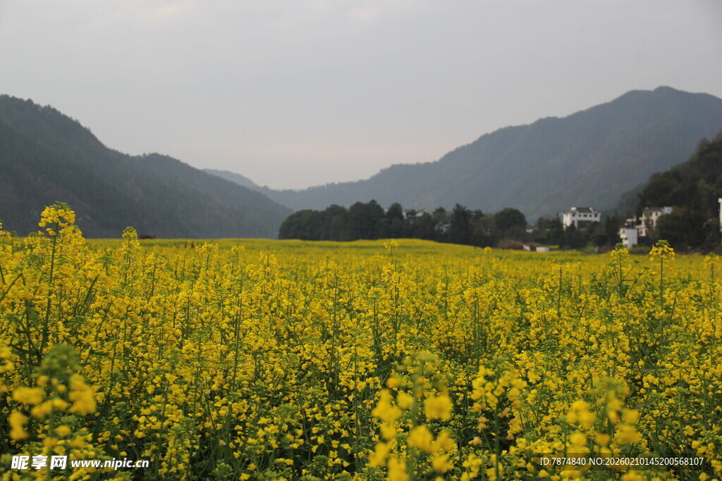金黄油菜田与远山美景