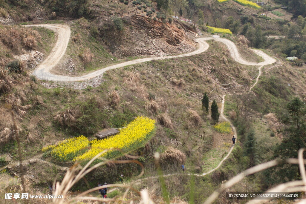 山间蜿蜒公路与金黄花海
