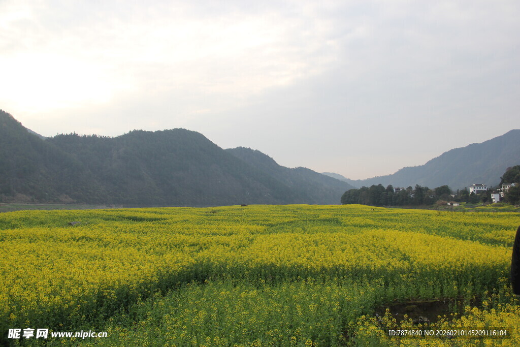 春日油菜花海田园风光
