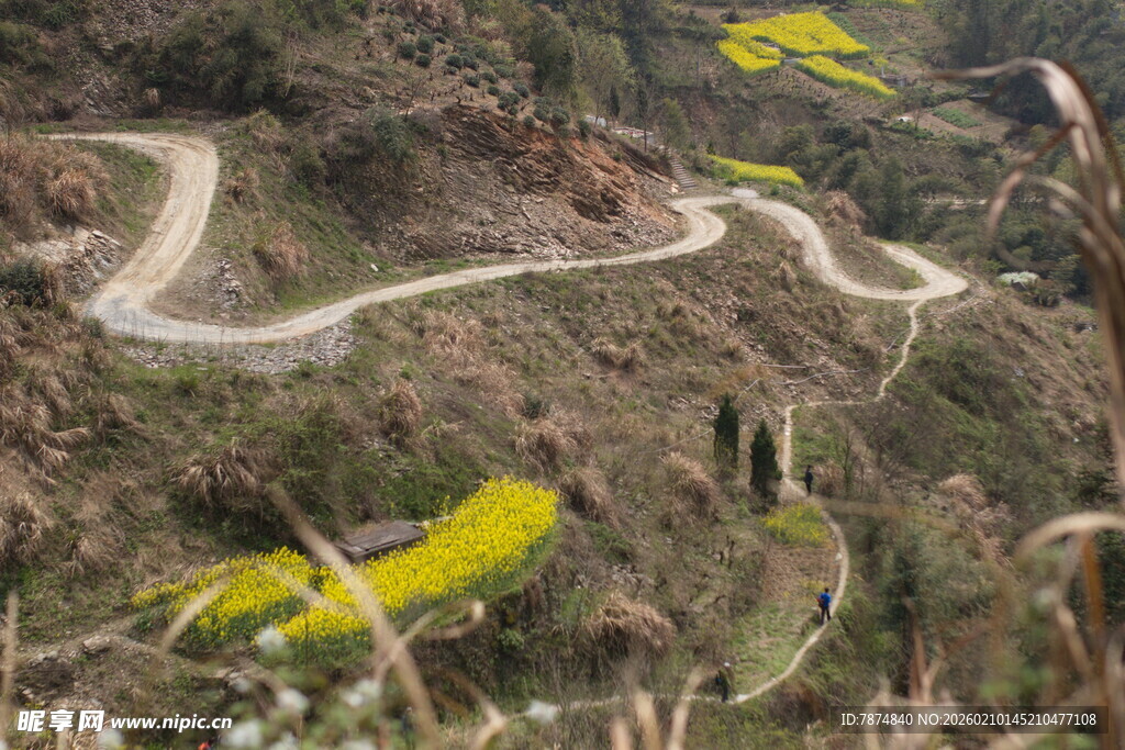 山间蜿蜒公路与烂漫花海