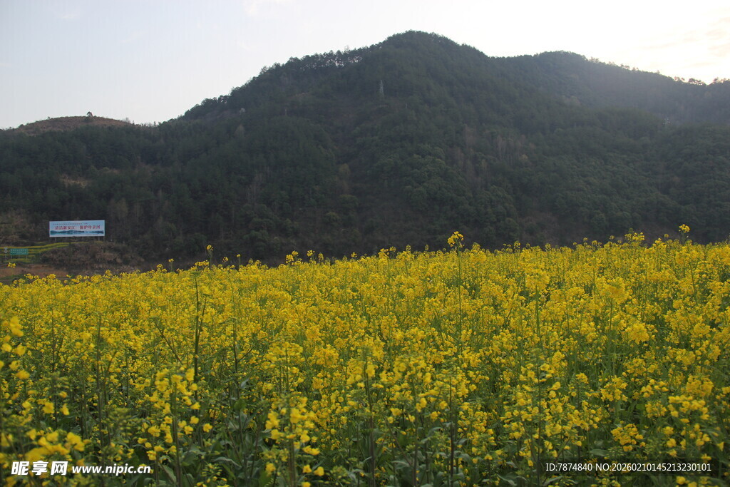 金黄油菜花田与远山