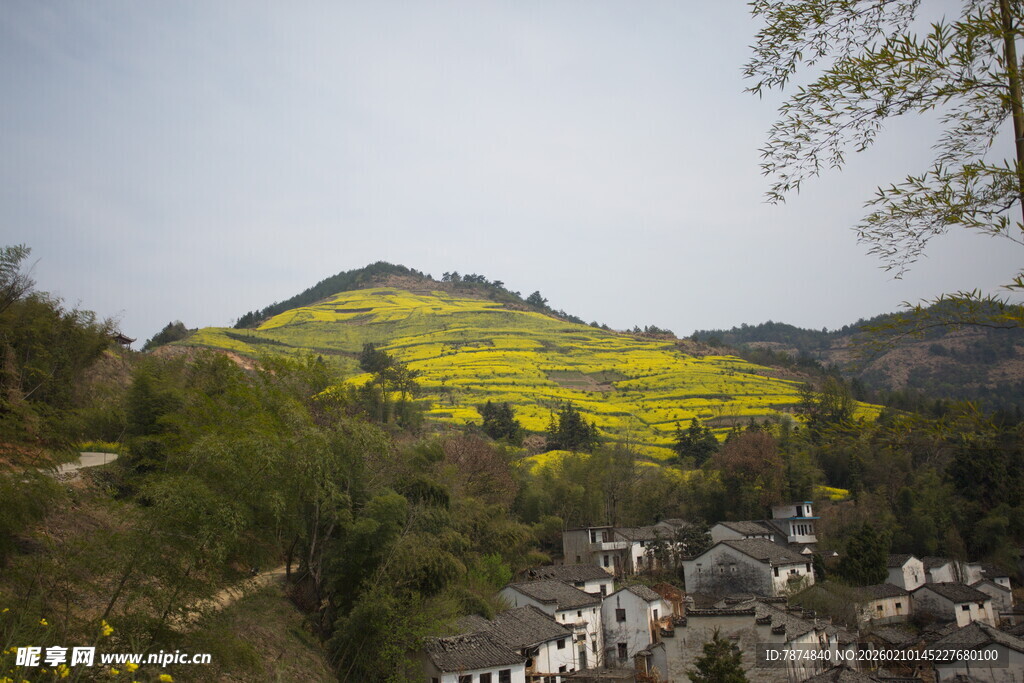山村春色 金黄花海映村落