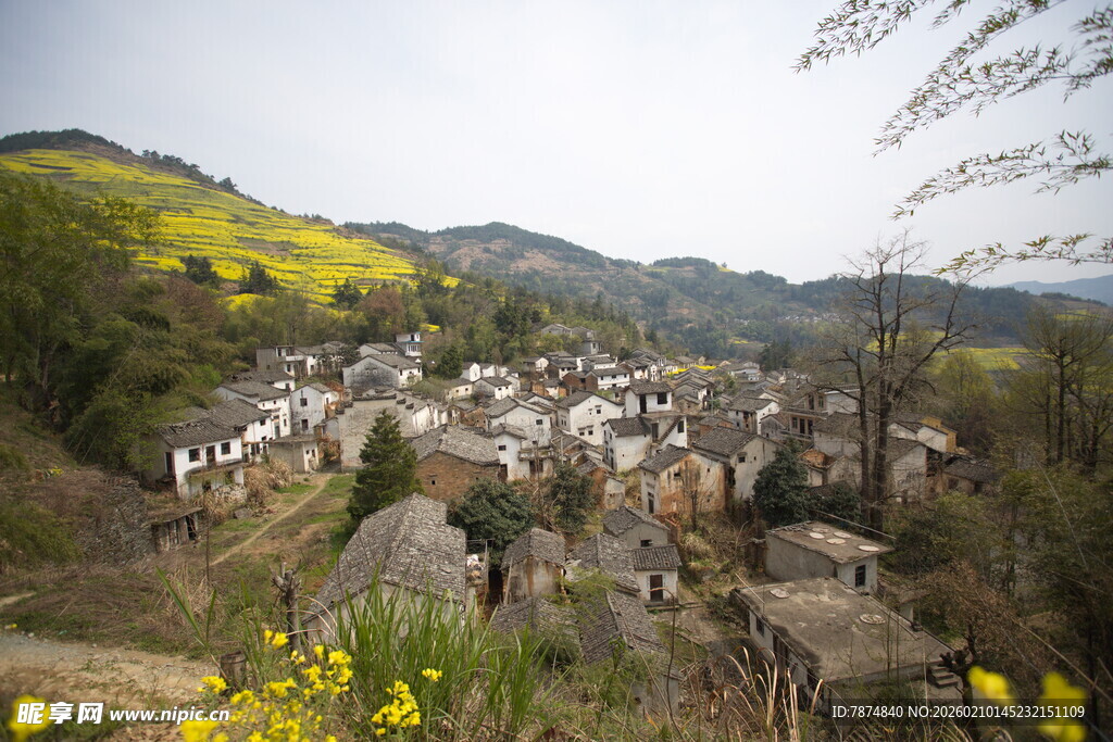 山村春色 黄花点缀村落