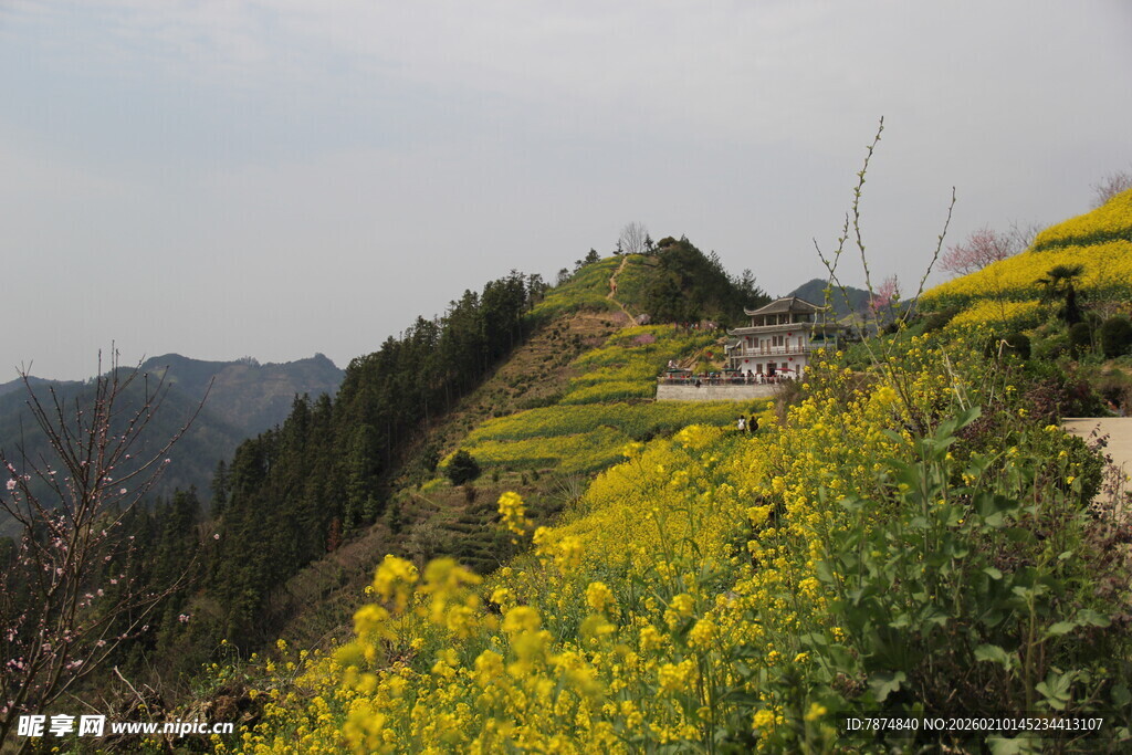 山间油菜花海美景
