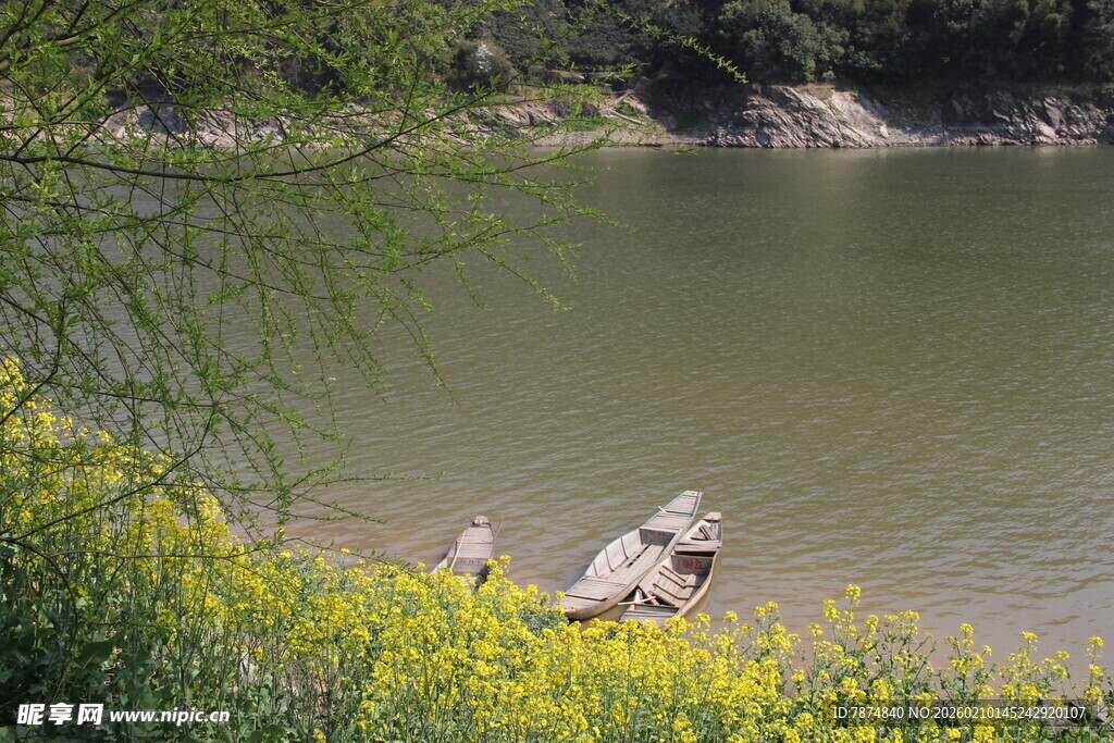 湖畔黄花与水中枯木