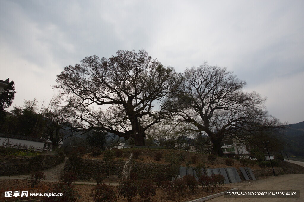 冬日路旁光秃树木景观