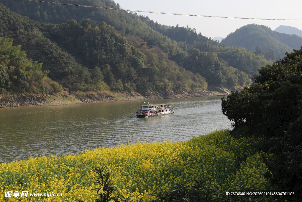 江畔黄花与行船美景