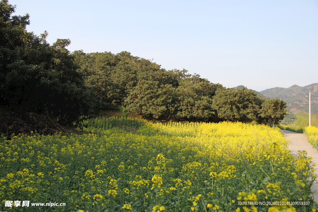 春日油菜花海田园风光
